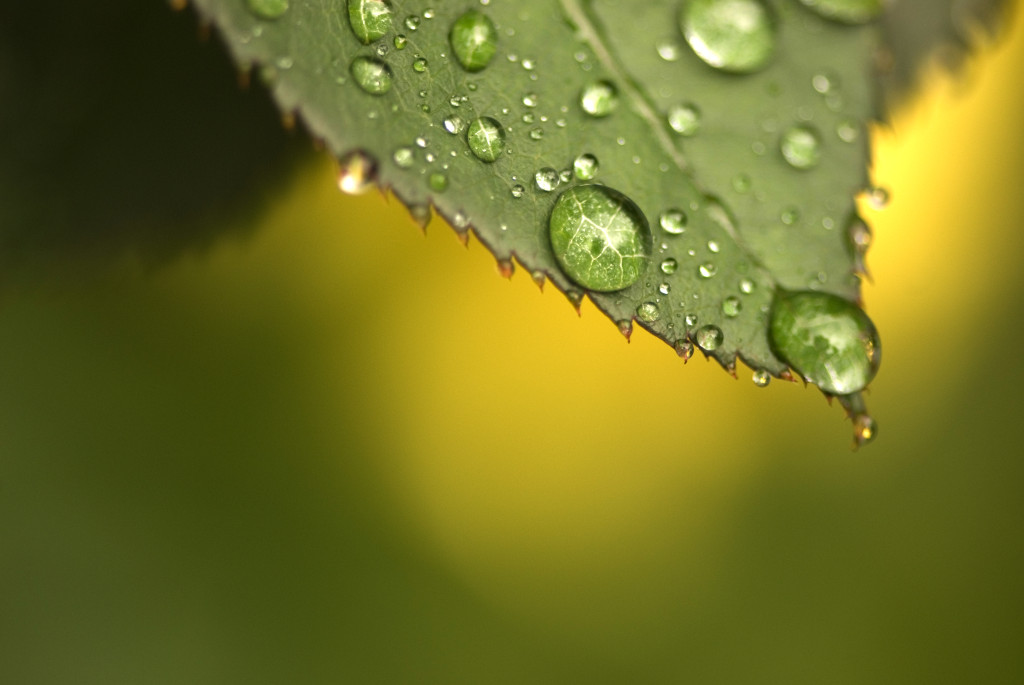 Morning Dew on Leaf by Aldon Baker
